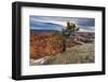 Rim Tree and Hoodoos with a Cloudy Winter's Sunrise-Eleanor Scriven-Framed Photographic Print
