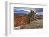 Rim Tree and Hoodoos with a Cloudy Winter's Sunrise-Eleanor Scriven-Framed Photographic Print