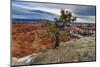 Rim Tree and Hoodoos with a Cloudy Winter's Sunrise-Eleanor Scriven-Mounted Photographic Print