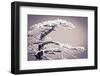 Rime Ice on Pine Tree, San Bernardino National Forest, California, Usa-Russ Bishop-Framed Photographic Print