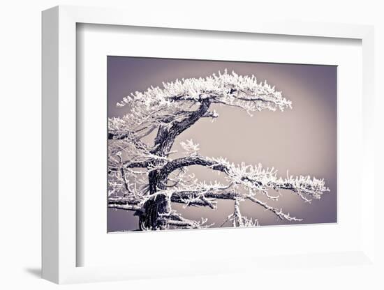 Rime Ice on Pine Tree, San Bernardino National Forest, California, Usa-Russ Bishop-Framed Photographic Print