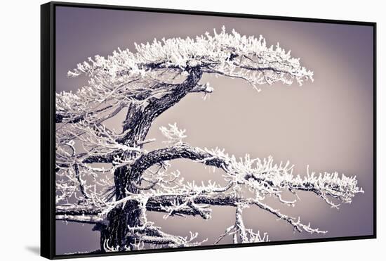 Rime Ice on Pine Tree, San Bernardino National Forest, California, Usa-Russ Bishop-Framed Stretched Canvas