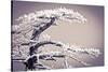 Rime Ice on Pine Tree, San Bernardino National Forest, California, Usa-Russ Bishop-Stretched Canvas
