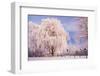 Rime, Trees, Rettin, Schleswig-Holstein-Thomas Ebelt-Framed Photographic Print