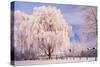 Rime, Trees, Rettin, Schleswig-Holstein-Thomas Ebelt-Stretched Canvas