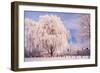 Rime, Trees, Rettin, Schleswig-Holstein-Thomas Ebelt-Framed Photographic Print