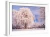 Rime, Trees, Rettin, Schleswig-Holstein-Thomas Ebelt-Framed Photographic Print