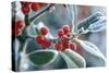 Rimed Berries of the Holly Frosted-null-Stretched Canvas