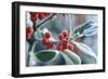 Rimed Berries of the Holly Frosted-null-Framed Photographic Print
