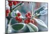 Rimed Berries of the Holly Frosted-null-Mounted Photographic Print