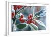 Rimed Berries of the Holly Frosted-null-Framed Photographic Print