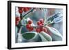 Rimed Berries of the Holly Frosted-null-Framed Photographic Print