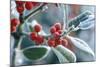 Rimed Berries of the Holly Frosted-null-Mounted Photographic Print