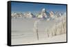 Rimed Cottonwoods and Tetons from Antelope Flats Road-Howie Garber-Framed Stretched Canvas