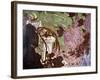 Rimsky-Korsakov - 'Scheherazade'-Valentin Aleksandrovich Serov-Framed Giclee Print