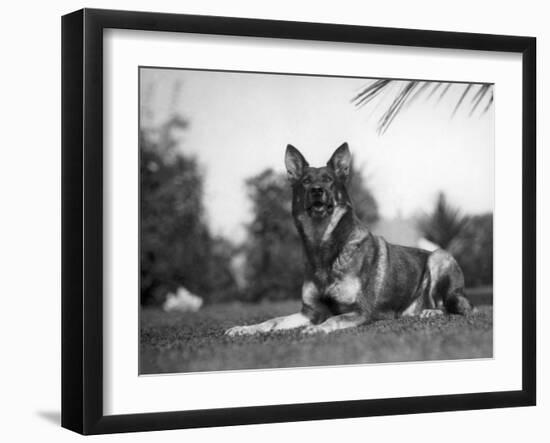 Rin-Tin-Tin (1916-1932)-null-Framed Giclee Print