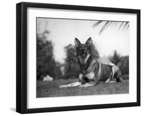 Rin-Tin-Tin (1916-1932)-null-Framed Giclee Print