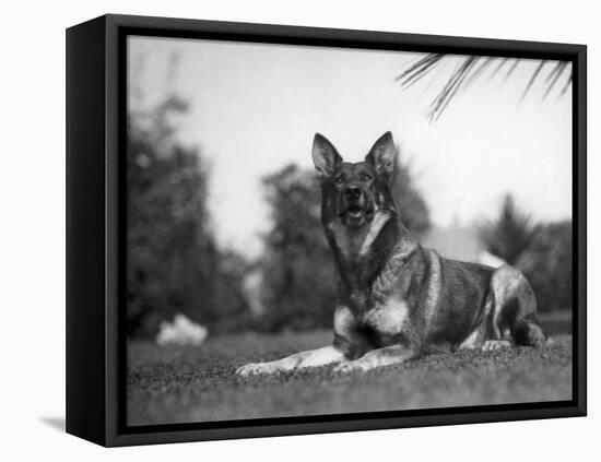 Rin-Tin-Tin (1916-1932)-null-Framed Stretched Canvas