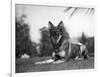 Rin-Tin-Tin (1916-1932)-null-Framed Giclee Print