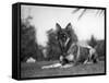 Rin-Tin-Tin (1916-1932)-null-Framed Stretched Canvas