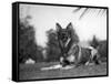 Rin-Tin-Tin (1916-1932)-null-Framed Stretched Canvas