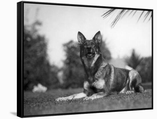 Rin-Tin-Tin (1916-1932)-null-Framed Stretched Canvas