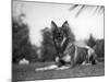 Rin-Tin-Tin (1916-1932)-null-Mounted Giclee Print