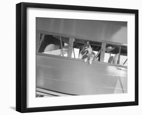 Rin Tin Tin Posing in Airplane-null-Framed Photographic Print