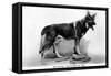 Rin Tin Tin-null-Framed Stretched Canvas