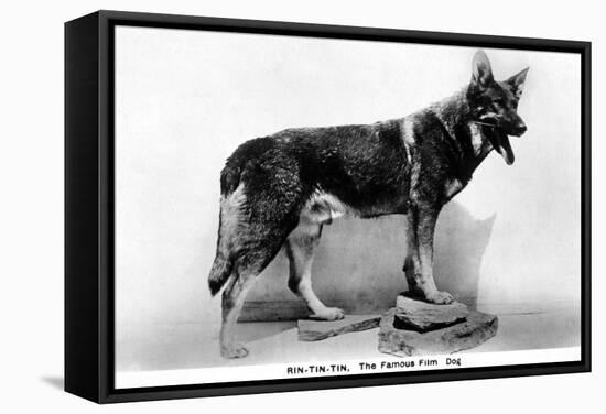 Rin Tin Tin-null-Framed Stretched Canvas