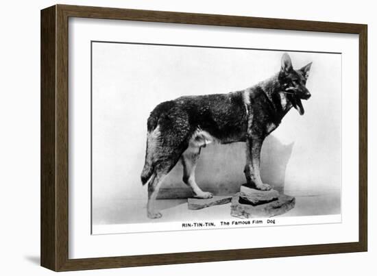 Rin Tin Tin-null-Framed Photographic Print