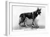 Rin Tin Tin-null-Framed Photographic Print