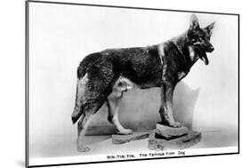 Rin Tin Tin-null-Mounted Photographic Print