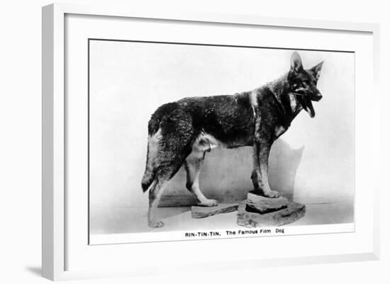 Rin Tin Tin-null-Framed Photographic Print