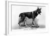 Rin Tin Tin-null-Framed Photographic Print