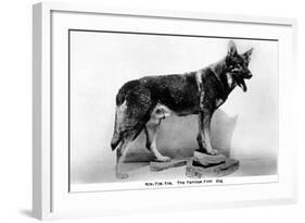 Rin Tin Tin-null-Framed Photographic Print