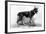 Rin Tin Tin-null-Framed Photographic Print