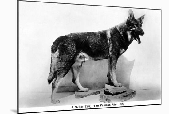 Rin Tin Tin-null-Mounted Photographic Print