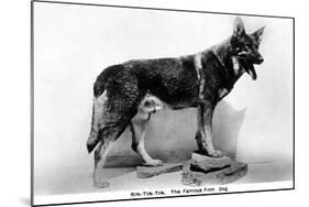 Rin Tin Tin-null-Mounted Photographic Print