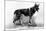 Rin Tin Tin-null-Mounted Photographic Print