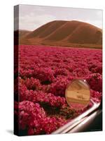 Rinconada Ranch with wiew of a field of petunias including abandoned school-Ralph Crane-Stretched Canvas