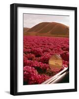Rinconada Ranch with wiew of a field of petunias including abandoned school-Ralph Crane-Framed Photographic Print