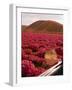 Rinconada Ranch with wiew of a field of petunias including abandoned school-Ralph Crane-Framed Photographic Print