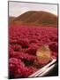 Rinconada Ranch with wiew of a field of petunias including abandoned school-Ralph Crane-Mounted Photographic Print