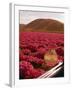 Rinconada Ranch with wiew of a field of petunias including abandoned school-Ralph Crane-Framed Photographic Print