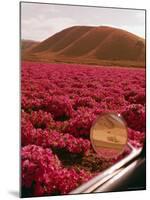 Rinconada Ranch with wiew of a field of petunias including abandoned school-Ralph Crane-Mounted Photographic Print