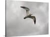 Ring Billed Gull at Reelfoot-Jai Johnson-Stretched Canvas