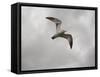 Ring Billed Gull at Reelfoot-Jai Johnson-Framed Stretched Canvas
