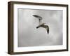 Ring Billed Gull at Reelfoot-Jai Johnson-Framed Giclee Print