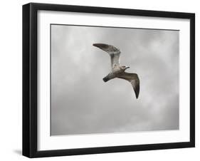 Ring Billed Gull at Reelfoot-Jai Johnson-Framed Giclee Print